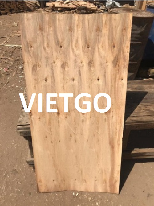 Ván bóc gỗ bạch dương Vietgo Ván bóc gỗ bạch dương Vietgo